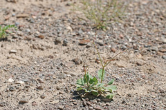 Eriogonum nutans nutans