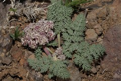 Lomatium ravenii paiutense