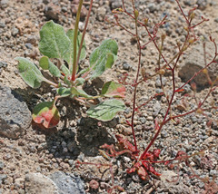 Eriogonum nutans nutans