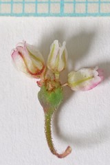 Eriogonum nutans nutans