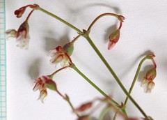 Eriogonum nutans nutans