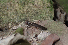 Spilomantis occipitalis