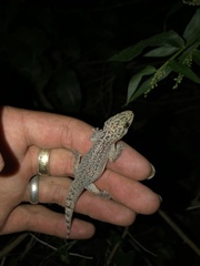 Phyllodactylus lanei