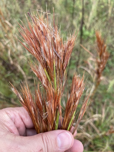Anatherum tenuispatheum