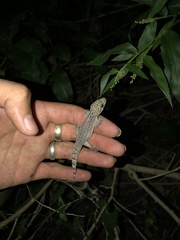 Phyllodactylus lanei