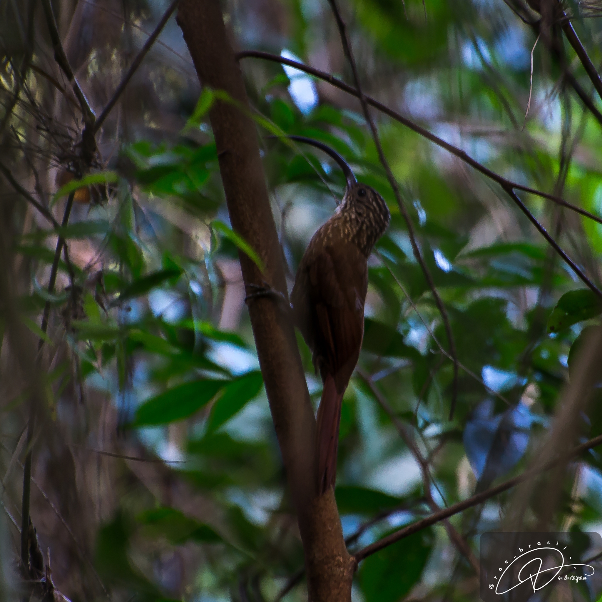 Black-billed Scythebill illustration