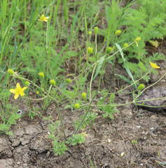 Ranunculus cicutarius