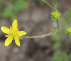 Ranunculus cicutarius