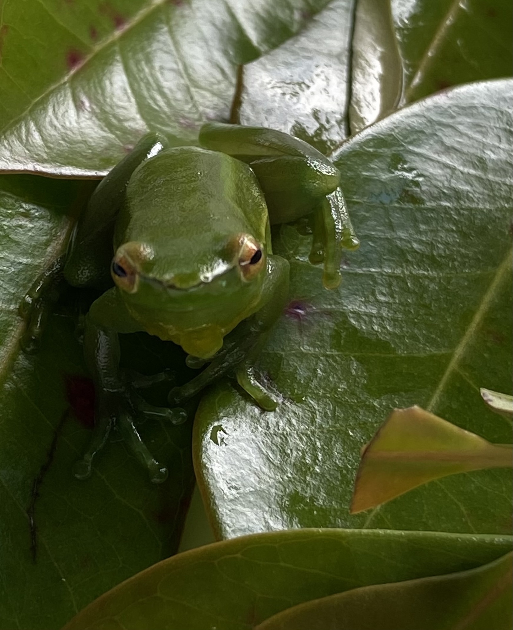South American Lime Treefrog photo 3