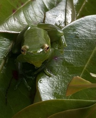 Sphaenorhynchus platycephalus