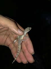 Phyllodactylus lanei