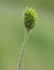 Ranunculus cicutarius