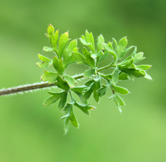 Ranunculus cicutarius
