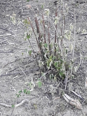 Croton blanchetianus