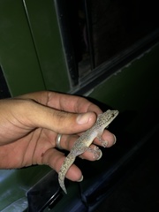 Phyllodactylus lanei