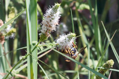 Anthidium florentinum