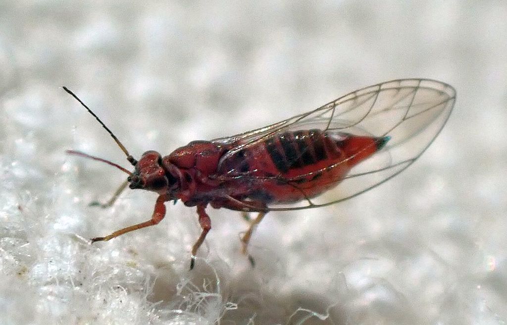 Trioza sulcata