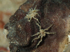 Achelia echinata