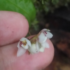 Cheiradenia cuspidata