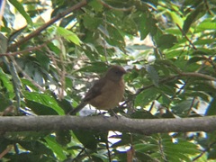 Turdus grayi