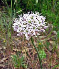 Allium decipiens quercetorum