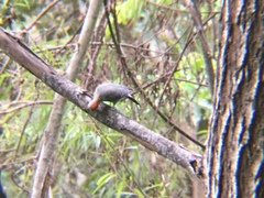 Melanerpes aurifrons