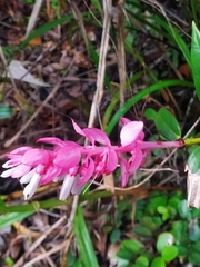 Cavendishia callista