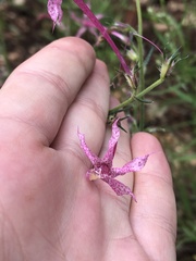Ipomopsis macrosiphon