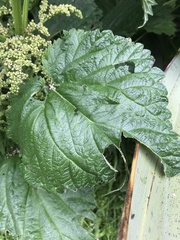 Urtica australis
