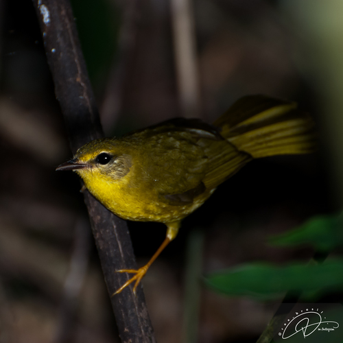 Flavescent Warbler (Myiothlypis flaveola), photo 2