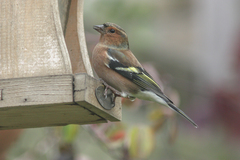 Fringilla coelebs
