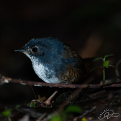 White-Breasted Tapaculo photo 4