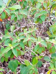 Ernestia granvillei