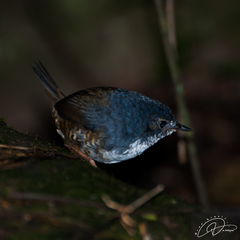 White-Breasted Tapaculo photo 5