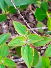 Ernestia granvillei