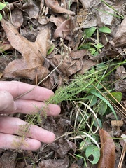 Achillea millefolium borealis