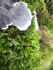 Herzogiella striatella