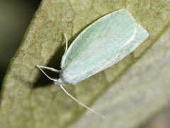 Nymphostola galactina