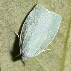 Nymphostola galactina