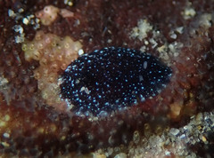 Atalodoris pictoni