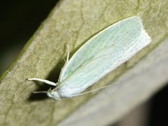 Nymphostola galactina