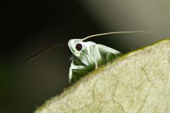 Nymphostola galactina
