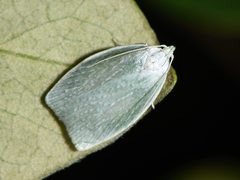 Nymphostola galactina
