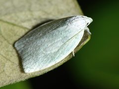 Nymphostola galactina