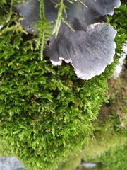 Herzogiella striatella