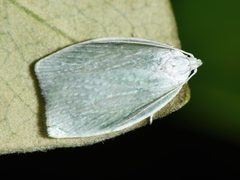 Nymphostola galactina