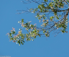 Ruprechtia laxiflora