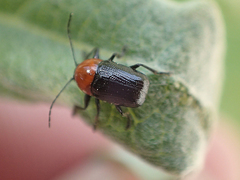 Cryptocephalus sanguinicollis