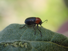 Cryptocephalus sanguinicollis