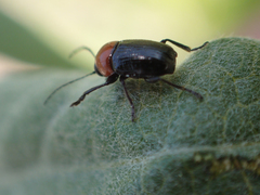 Cryptocephalus sanguinicollis